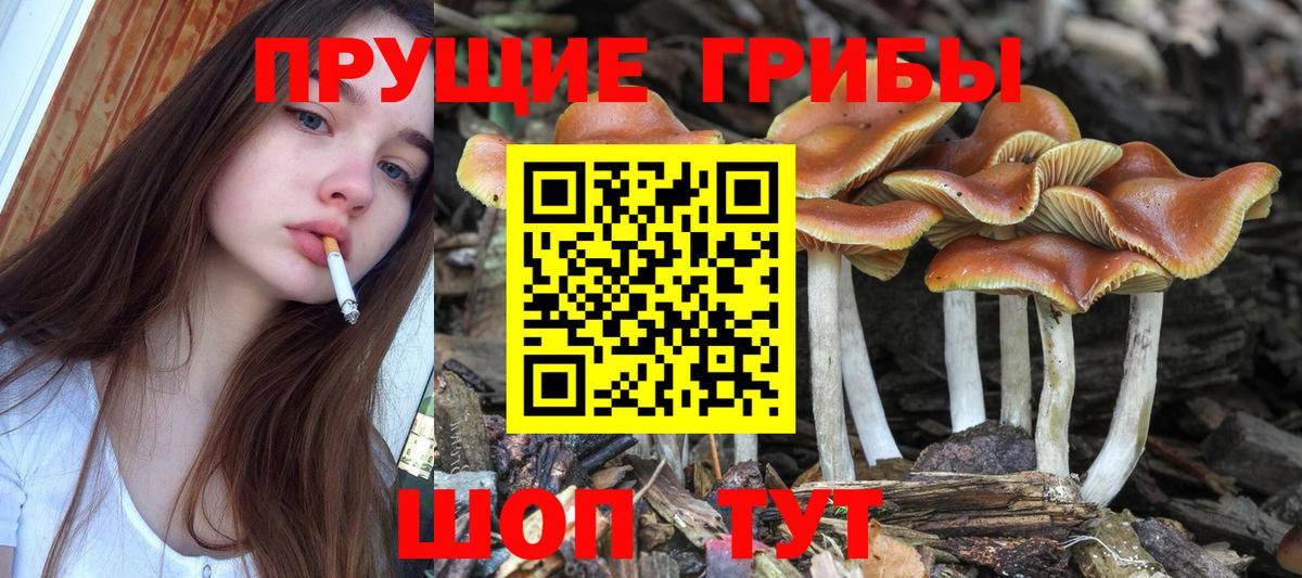 Галлюциногенные грибы Psilocybine cubensis Амурск